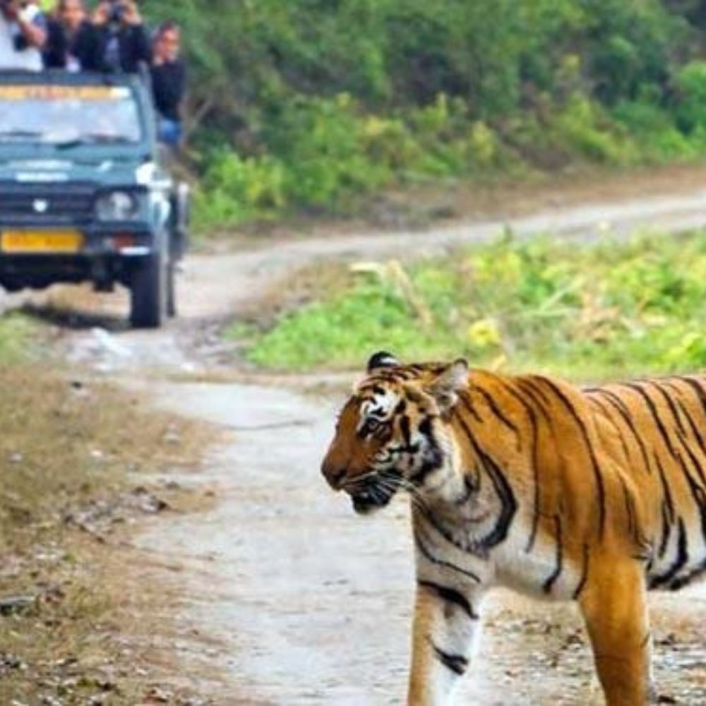 Manas National Park